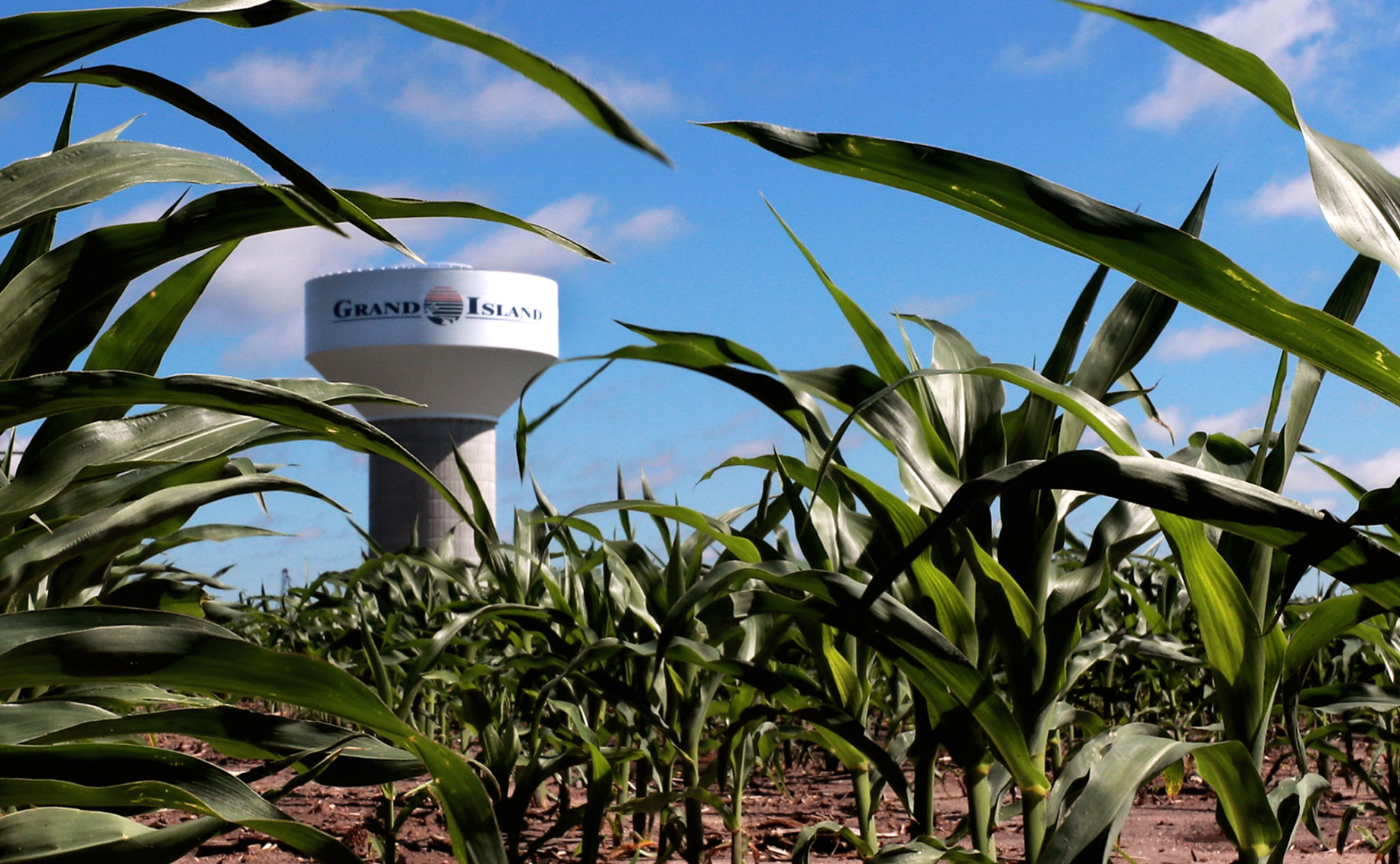 071019_CropGrowth01_bjs.JPG